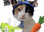 萝卜纸巾猫真棒：古韵诗意中的生活趣味
