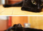 黑色小猫：耐脏特性彰显独特魅力